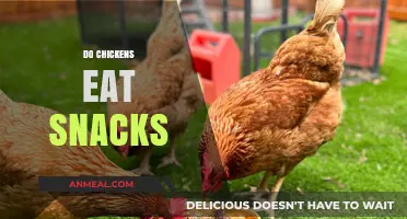 Snack Time for Chickens: Exploring Their Favorite Treats
