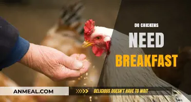 Do Chickens Need Breakfast? Uncovering Morning Feeding Essentials