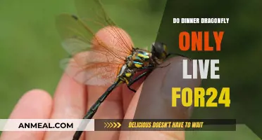 Unveiling the Truth: Do Dinner Dragonflies Really Live Only 24 Hours?