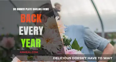 Do Dinner Plate Dahlias Return Annually? A Gardener's Guide