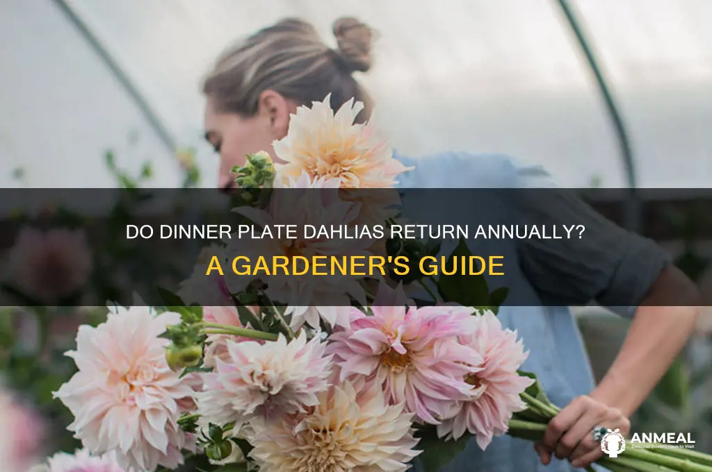 do dinner plate dahlias come back every year