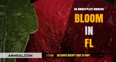Do Dinner Plate Hibiscus Bloom in Florida's Climate?