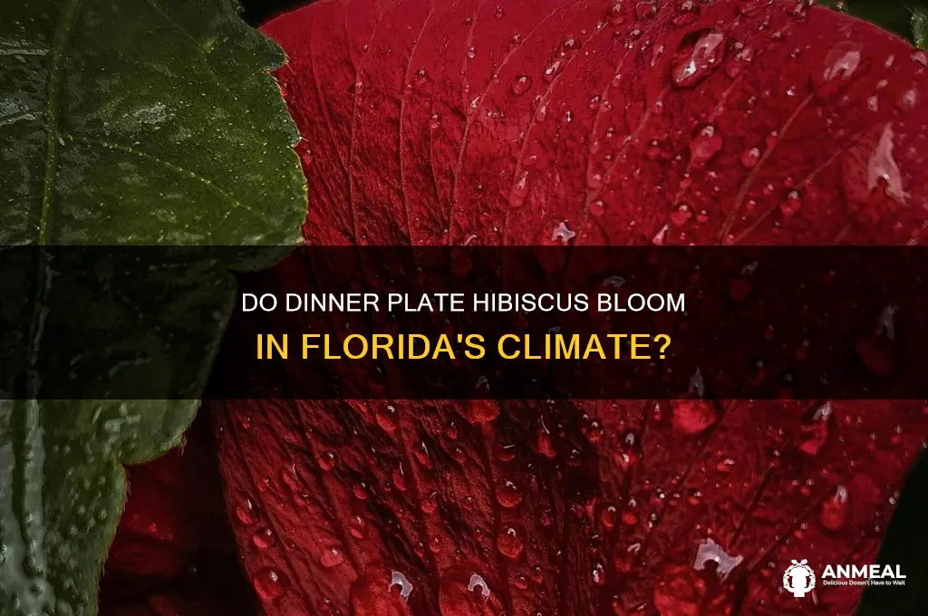 do dinner plate hibiscus bloom in fl