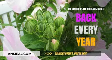 Do Dinner Plate Hibiscus Return Annually? Perennial Insights Revealed