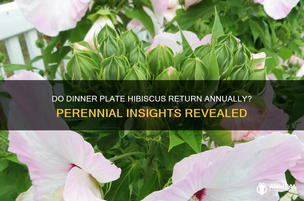 do dinner plate hibiscus come back every year