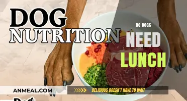 Do Dogs Need Lunch? A Comprehensive Guide to Canine Nutrition