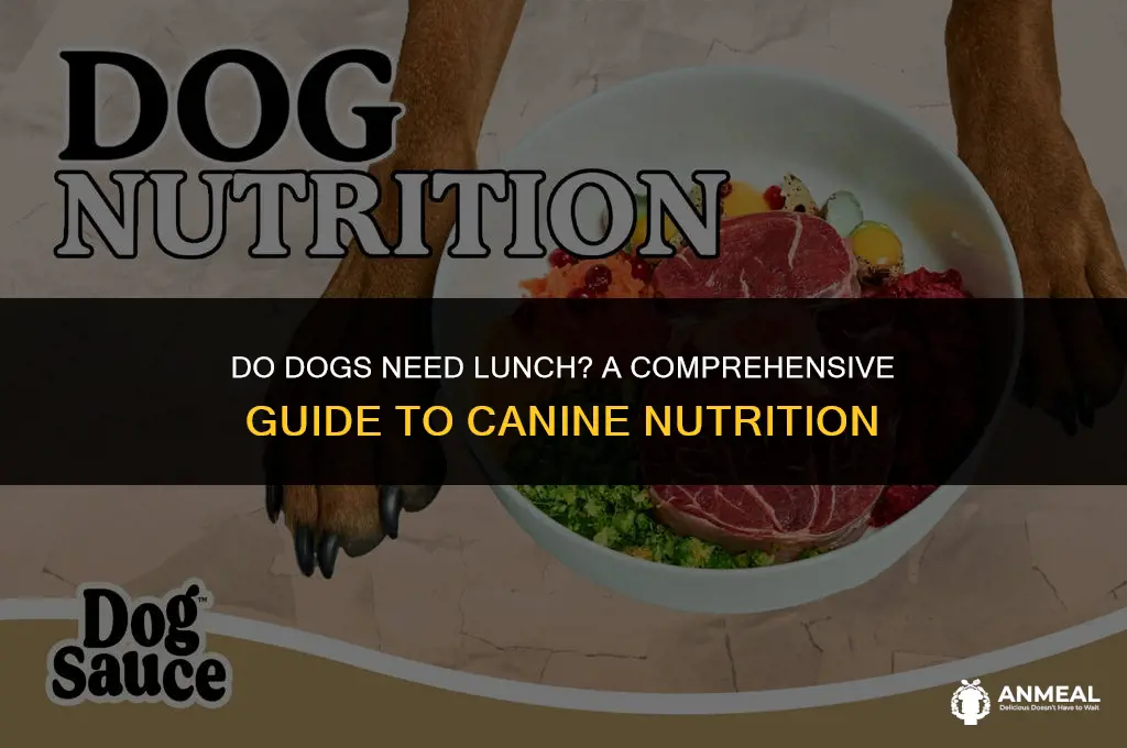 do dogs need lunch