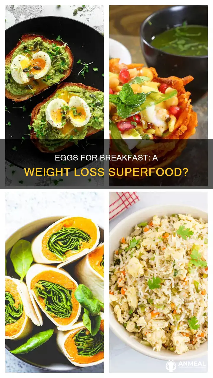 do eggs for breakfast help lose weight