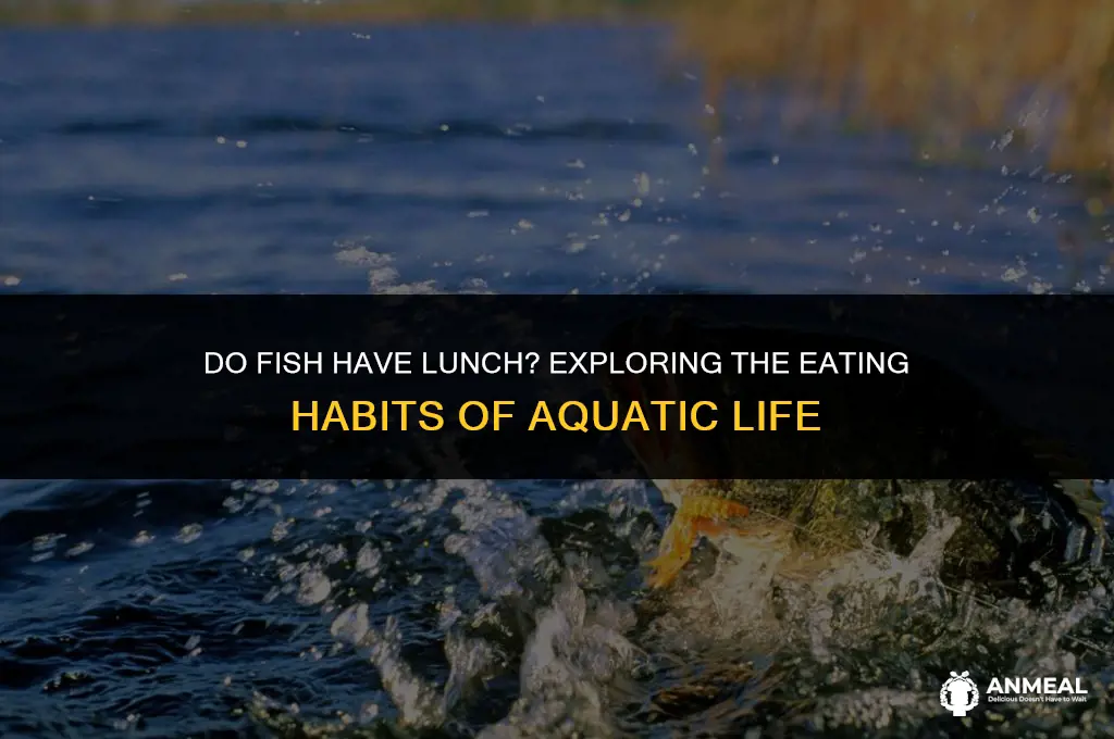 do fish usually have lunch