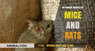 Do Garden Snacks Pose a Threat to Mice and Rats?