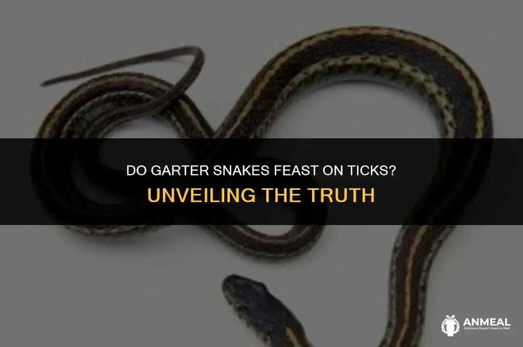 do garter snacks eat ticks