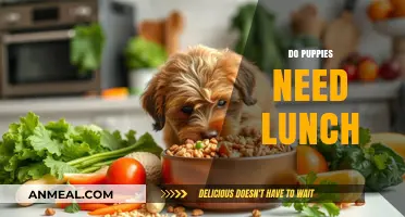Nutrition Essentials: Do Puppies Really Need Lunch?
