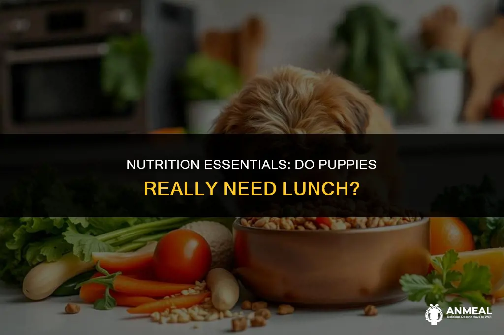 do puppies need lunch