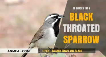 Snack Time or Sparrow Time? Unraveling the Mystery