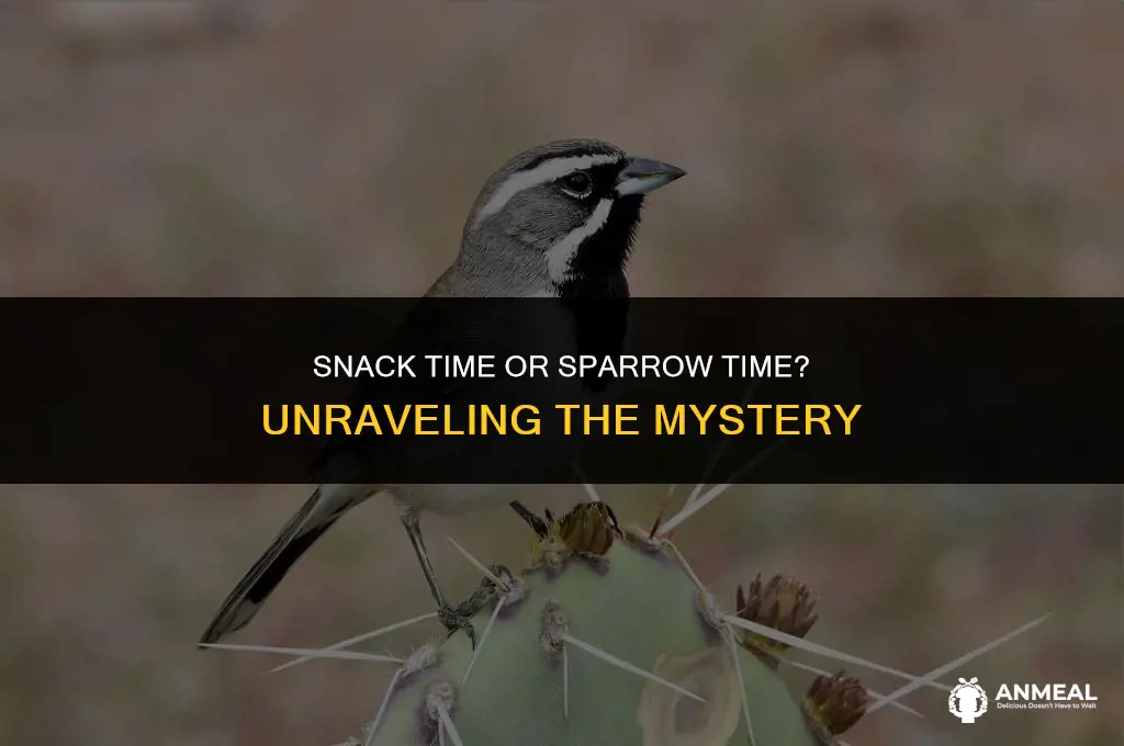 do snacks eat a black throated sparrow