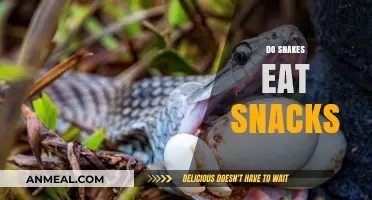Snack Time for Snakes: Exploring Their Surprising Diet Habits