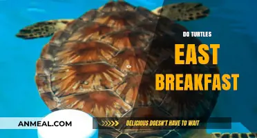 Do Turtles Eat Breakfast? Unraveling Their Morning Feeding Habits