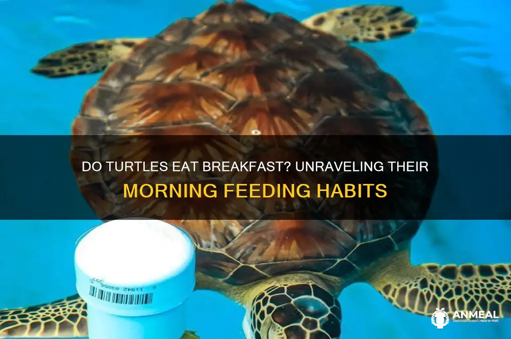 do turtles east breakfast