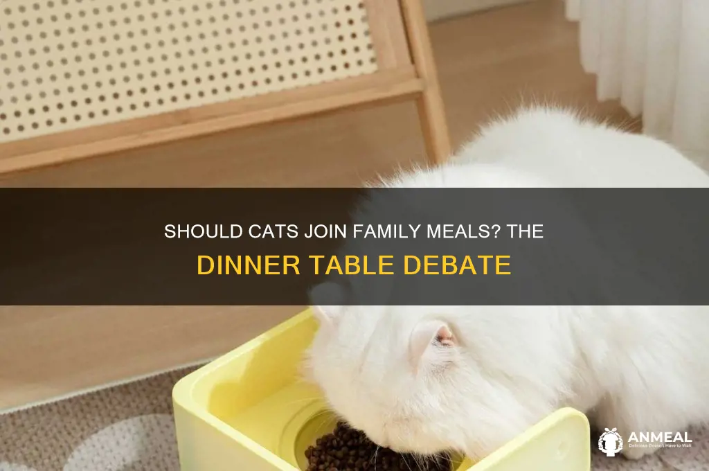 do you let your cat onto the dinner table