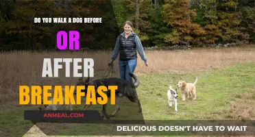 Morning Dog Walks: Before or After Breakfast?