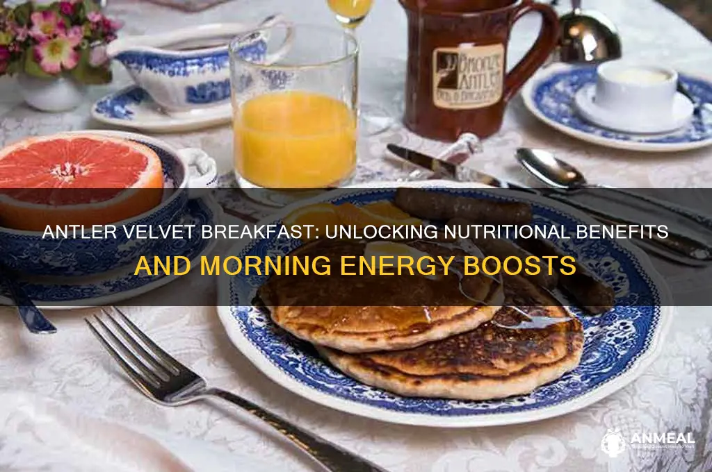 does antler velvet breakfast