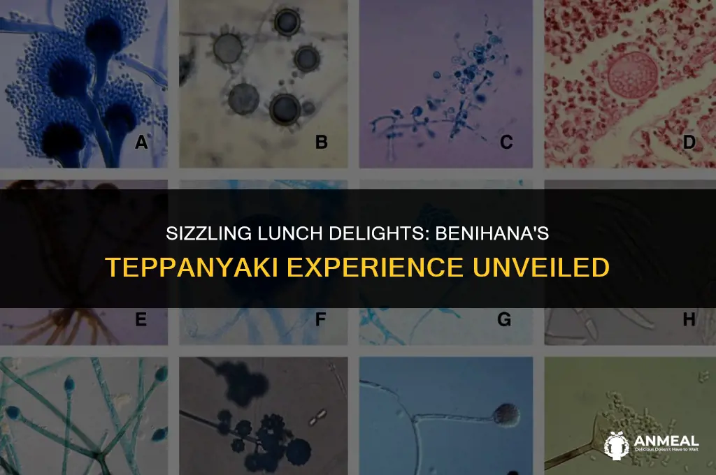 does benihana do teppanyaki cooking for lunch