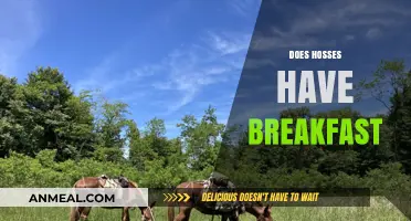 Do Horses Eat Breakfast? Exploring Equine Morning Feeding Habits
