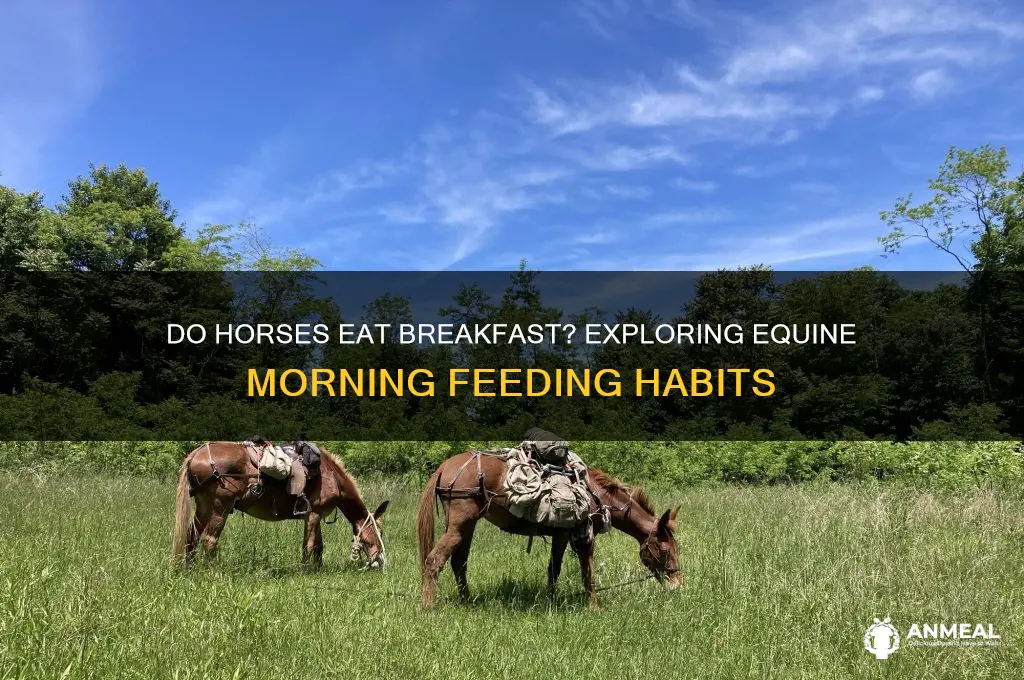 does hosses have breakfast