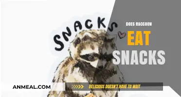 Snack Time for Raccoons: Exploring Their Favorite Treats