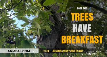 Do Trees Eat? Exploring the Myth of Breakfast for Two Trees