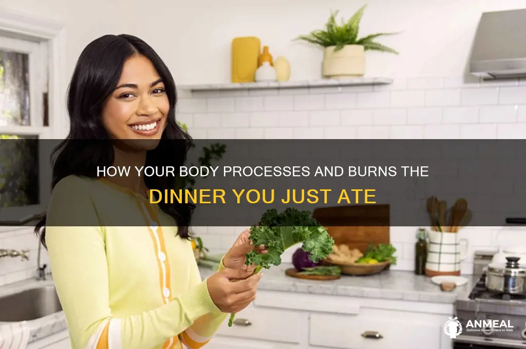 does your body burn the dinner i just ate