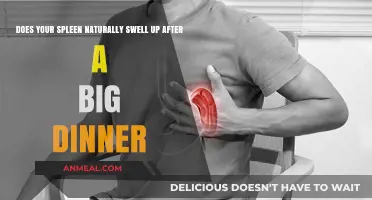 Can Overeating Cause Spleen Swelling? Debunking the Post-Dinner Myth