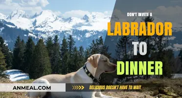 Why Labradors and Dinner Parties Don't Mix: A Cautionary Tale