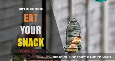 Protect Your Snacks: A Guide to Outsmarting Pesky Pigeons