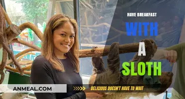 Start Your Day Slowly: Breakfast with a Sloth Experience