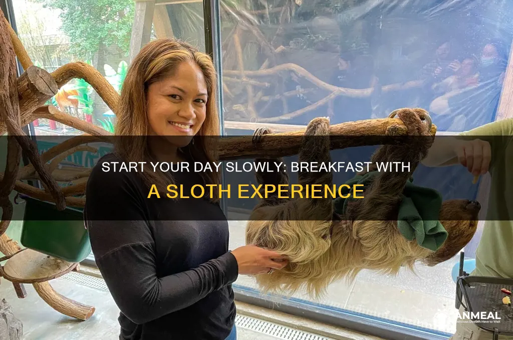 have breakfast with a sloth