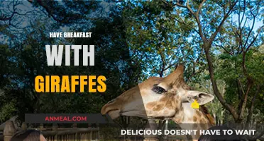 Unique Safari Experience: Enjoy Breakfast Alongside Giraffes in the Wild