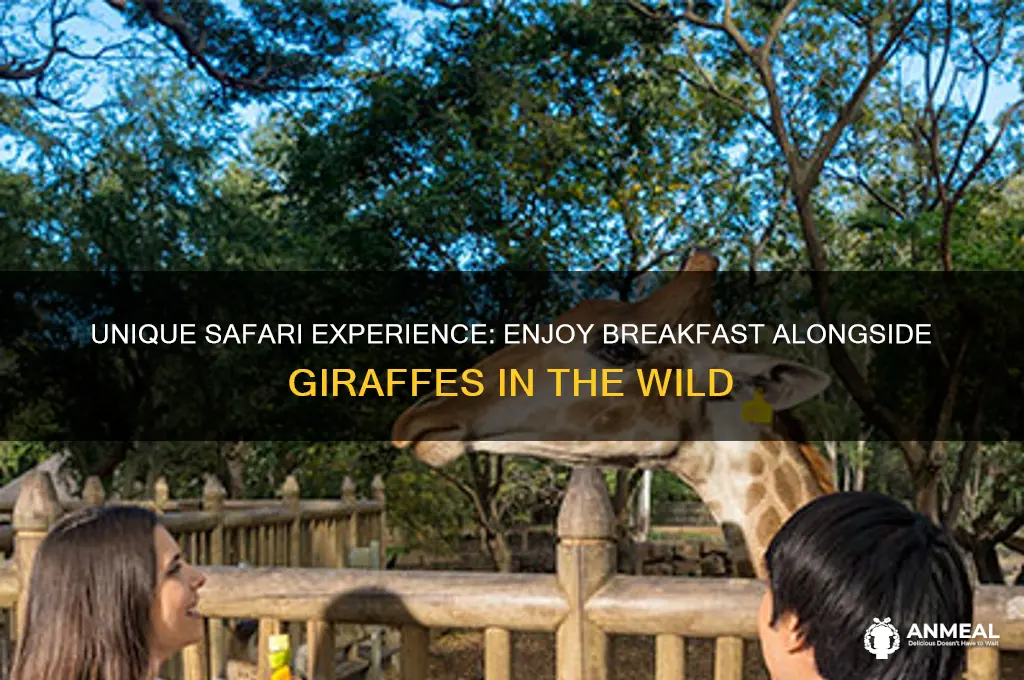 have breakfast with giraffes