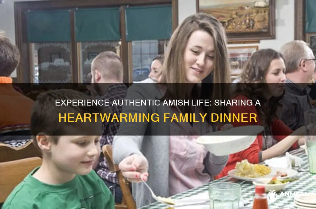 have dinner with an amish family