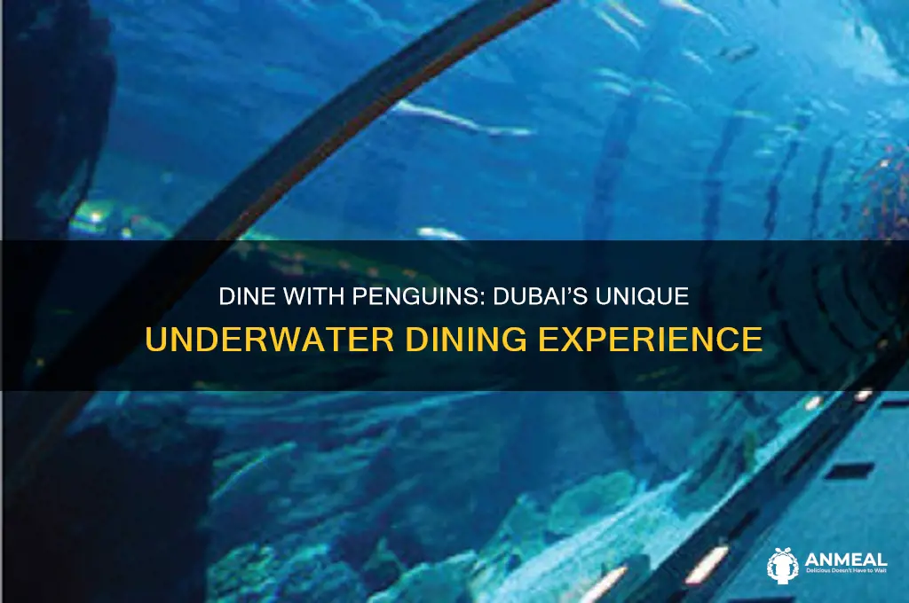 have dinner with penguins in dubai
