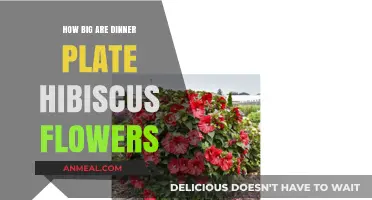 Discover the Stunning Size of Dinner Plate Hibiscus Flowers