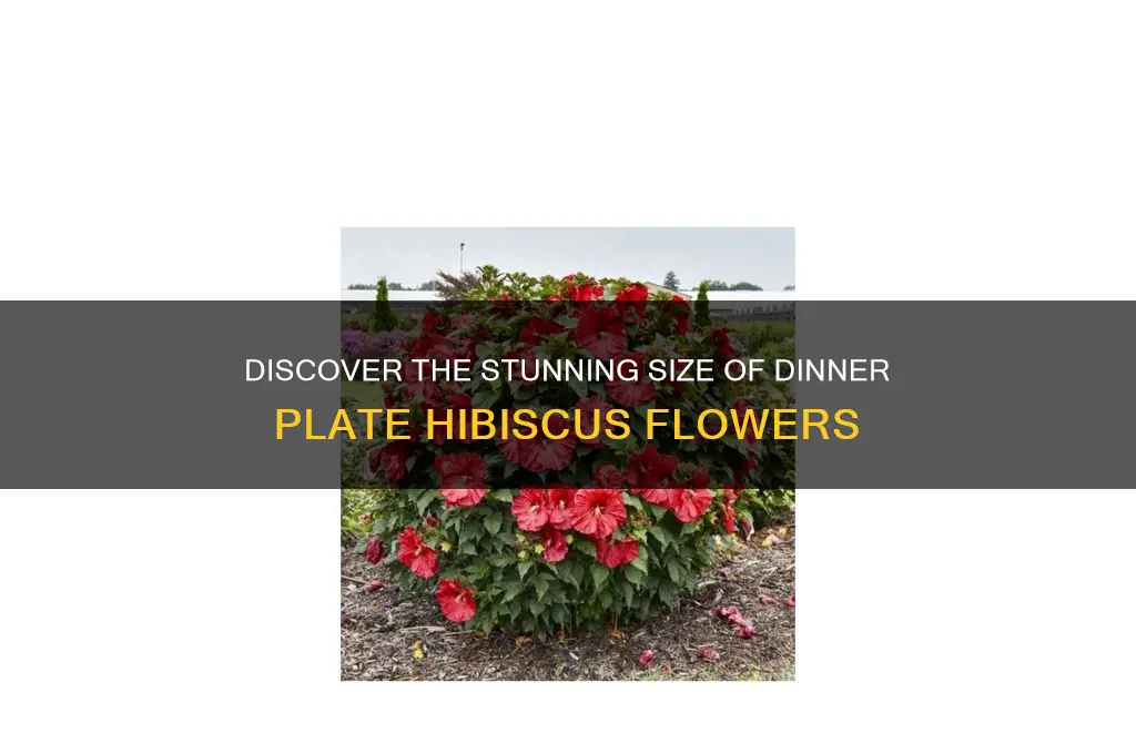 how big are dinner plate hibiscus flowers