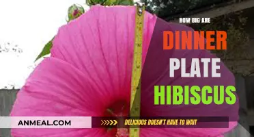Dinner Plate Hibiscus Size: A Guide to Their Impressive Dimensions