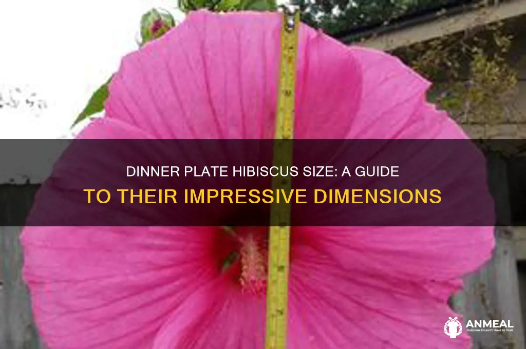 how big are dinner plate hibiscus