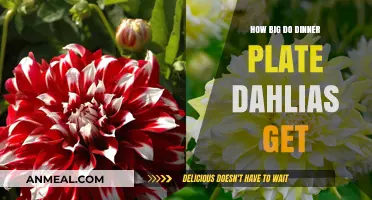 Discover the Impressive Size of Dinner Plate Dahlias in Bloom