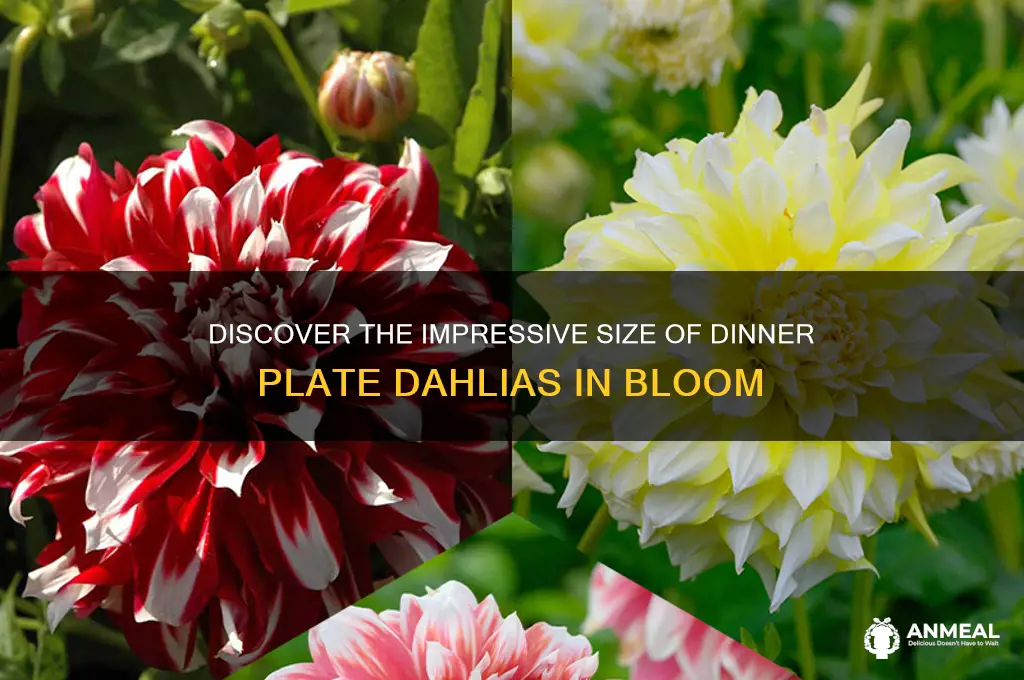 how big do dinner plate dahlias get