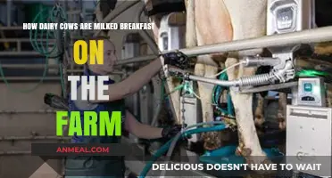 Milking Dairy Cows: A Farm's Breakfast Routine