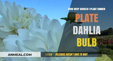 Perfect Depth for Planting Dinner Plate Dahlia Bulbs: Expert Tips