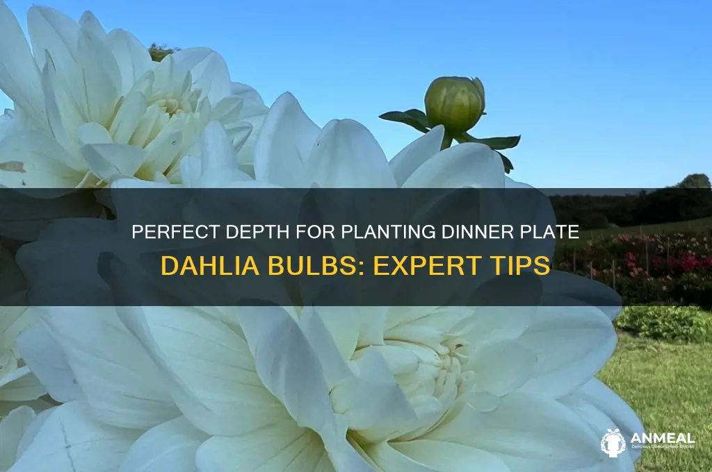 how deep should i plant dinner plate dahlia bulb