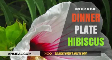 Perfect Depth for Planting Dinner Plate Hibiscus: Expert Tips